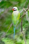 Male Red-breasted Parakeet Stock Photo