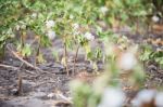 Cotton Field In Oakey Stock Photo