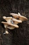 Mushrooms On A Tree Stock Photo