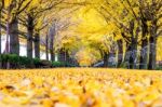 Row Of Yellow Ginkgo Trees In Asan, Korea Stock Photo