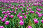 Colorful Tulips, Tulips In Spring Stock Photo