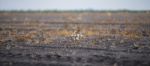 Cotton Field In Oakey Stock Photo