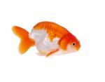 Lion Head Goldfish Stock Photo