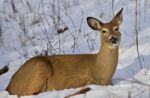 Beautiful Background With A Wild Deer Laying On The Snow In The Forest Stock Photo