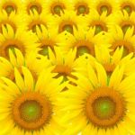 Sunflower Stock Photo