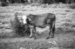 Country Cows Stock Photo