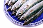 Atlantic Mackerel Stock Photo