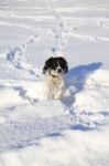 Spaniel Running In The Snow Stock Photo