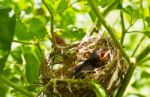 Baby Robins In A Nest Stock Photo