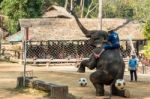 Chiangmai ,thailand - February 20 : Elephant Raise Forelegs , Bellow And Prepare To Kick Football On February 20 ,2016 At Mae Sa Elephant Camp ,chiangmai ,thailand Stock Photo