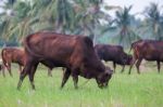 Cows Stock Photo