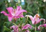 Lily Flower In A Garden Stock Photo