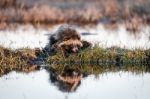 Raccoon Dog On A Hummock On A Swamp Stock Photo