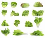 Collection Of Lettuce Isolated On White Background Stock Photo