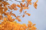 Yellow Leaves On A Blue Sky Background On An  Autumn Day Stock Photo