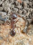 Ant Outside In The Garden Stock Photo