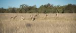 Kangaroos In The Countryside Stock Photo