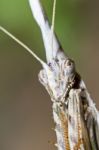 Empusa Pennata Stock Photo