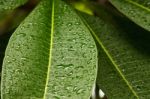 Drops Of Water On Plumeria Leaf Stock Photo