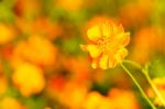 Orange Cosmos Flower Close Up Stock Photo