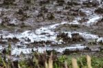 Yellow Wagtail (motacilla Flava) Stock Photo