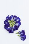 Butterfly Pea Flower Arrange In Flower Shape Stock Photo