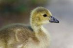 Isolated Image Of A Cute Chick Of Canada Geese Stock Photo