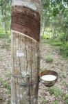 Milky Latex Rubber Tree In Bowl Stock Photo