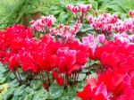 Red Cyclamen Flower In Garden Stock Photo