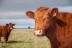 Cow Stock Photo