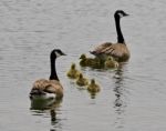 Beautiful Isolated Picture Of A Young Family Of Canada Geese Swimming Stock Photo