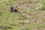 Brown Bear In Asturian Lands Stock Photo