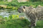 Snow Leopard Licking His Lips Stock Photo