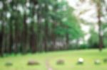 Pine Garden With Blurred Images Stock Photo