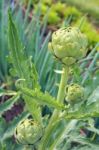 Globe Artichoke (cynara Cardunculus), Ripening Organically In Th Stock Photo