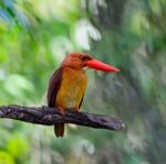 Male Ruddy Kingfisher Stock Photo