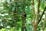 Dusky Broadbill Stock Photo