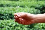 Tea Picker Hands Stock Photo