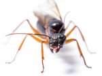 Black Carpenter Ant (camponotus Pennsylvanicus) Stock Photo