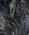 Monster Creature Woman In Creepy Forest,3d Illustration Stock Photo