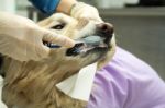 Dog Getting Teeth Brushed Stock Photo