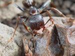 Ant Outside In The Garden Stock Photo