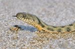 Water Snake On The Bay Stock Photo