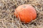 Orange Pumpkin Stock Photo