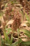 Field Of Australian Sorghum Stock Photo