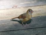 Beautiful Isolated Picture With A Funny Bird On The Wooden Floor Stock Photo