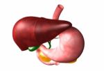 Human Liver And Stomach Stock Photo