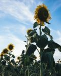 Sunflowers In A Field In The Afternoon Stock Photo