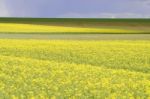 Rapeseed Fields Stock Photo