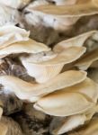 Mushrooms In Farm Stock Photo